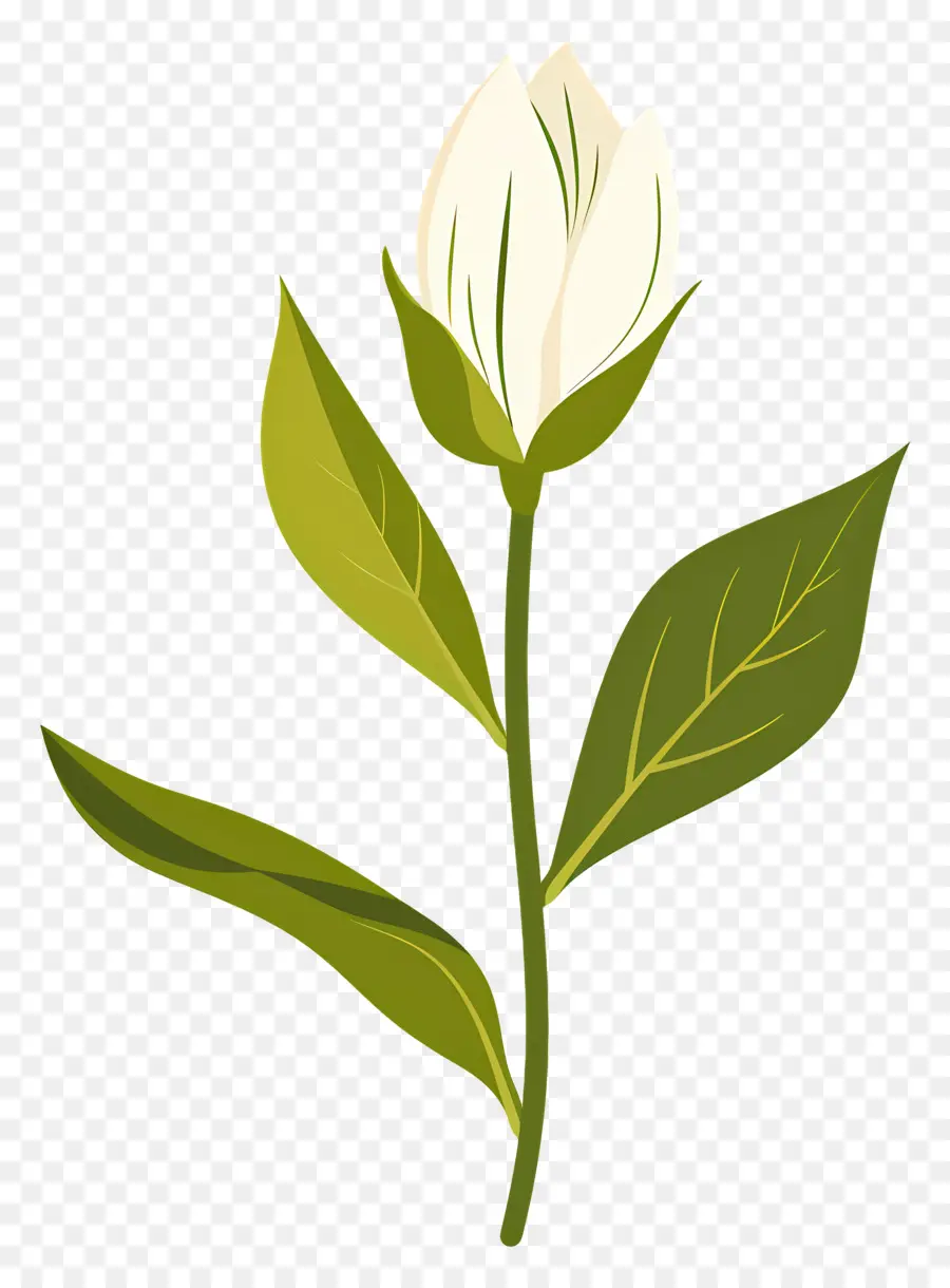 Flor única，Flor Blanca PNG