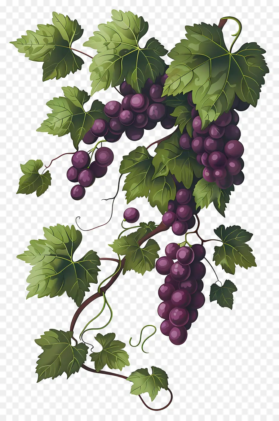 Vid De Uva，Uvas PNG