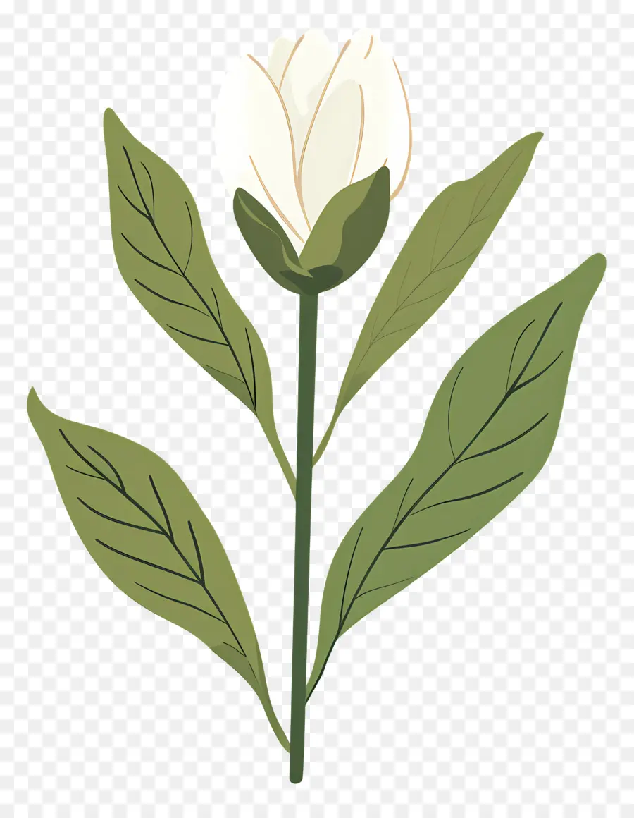 Flor única，Flor Blanca PNG