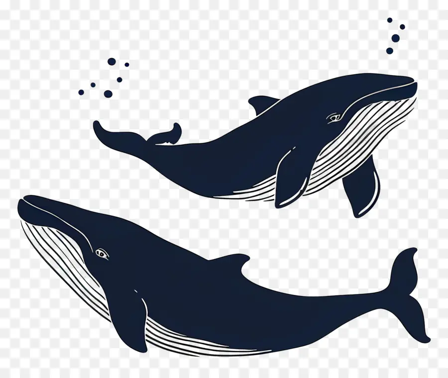 Linda Ballena，Ballenas Azul Oscuro PNG