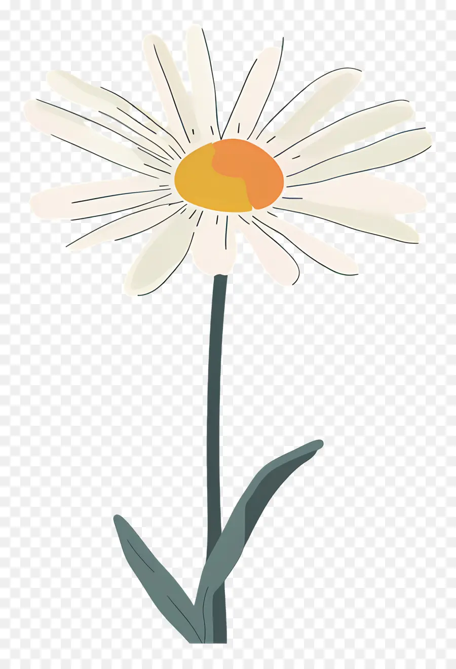 Flor única，Margarita Sencilla PNG