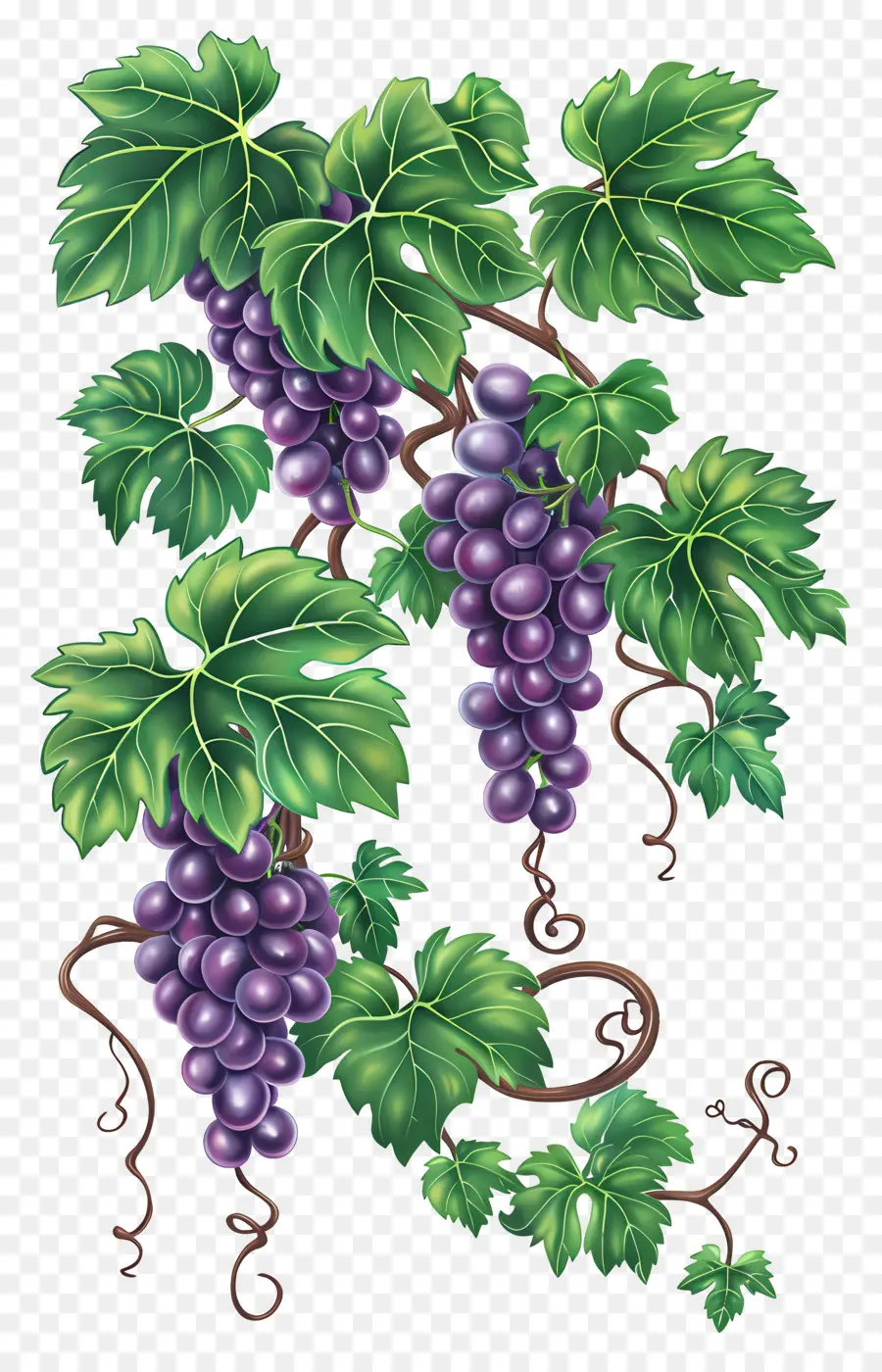 Vid De Uva，Uvas PNG