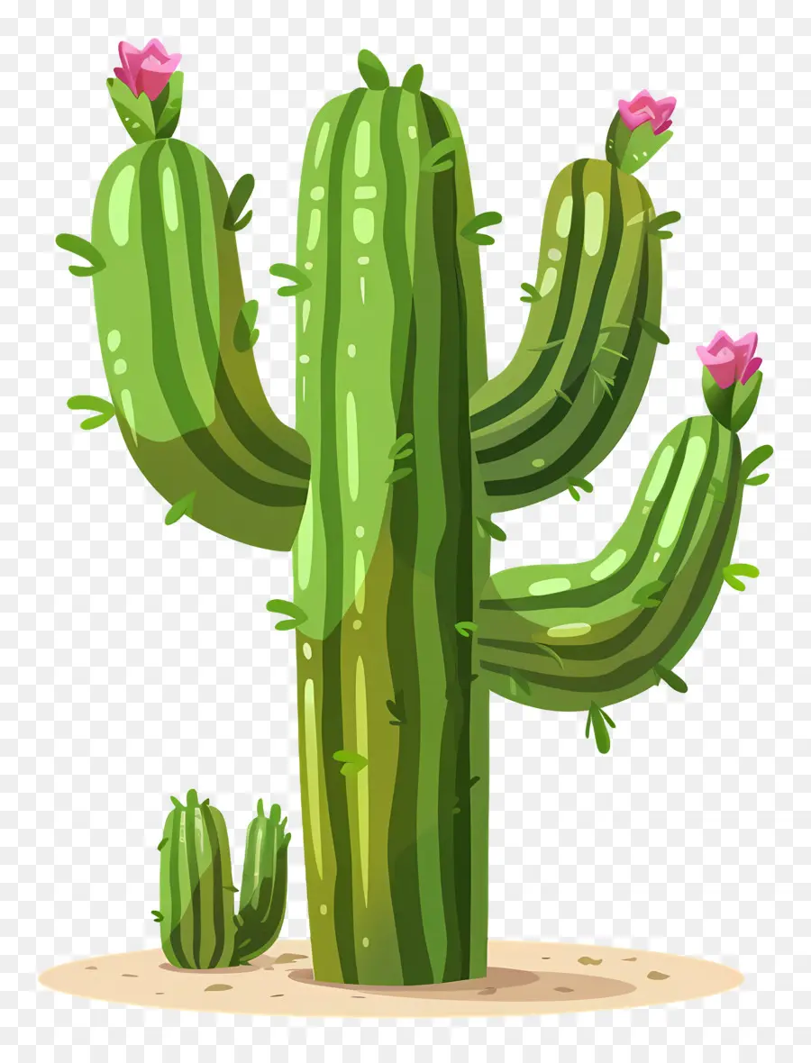 Cactus Verde，Cactus Con Flores PNG