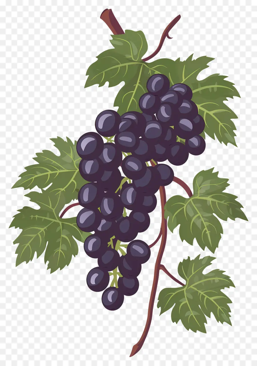 Vid De Uva，Uvas Negras PNG