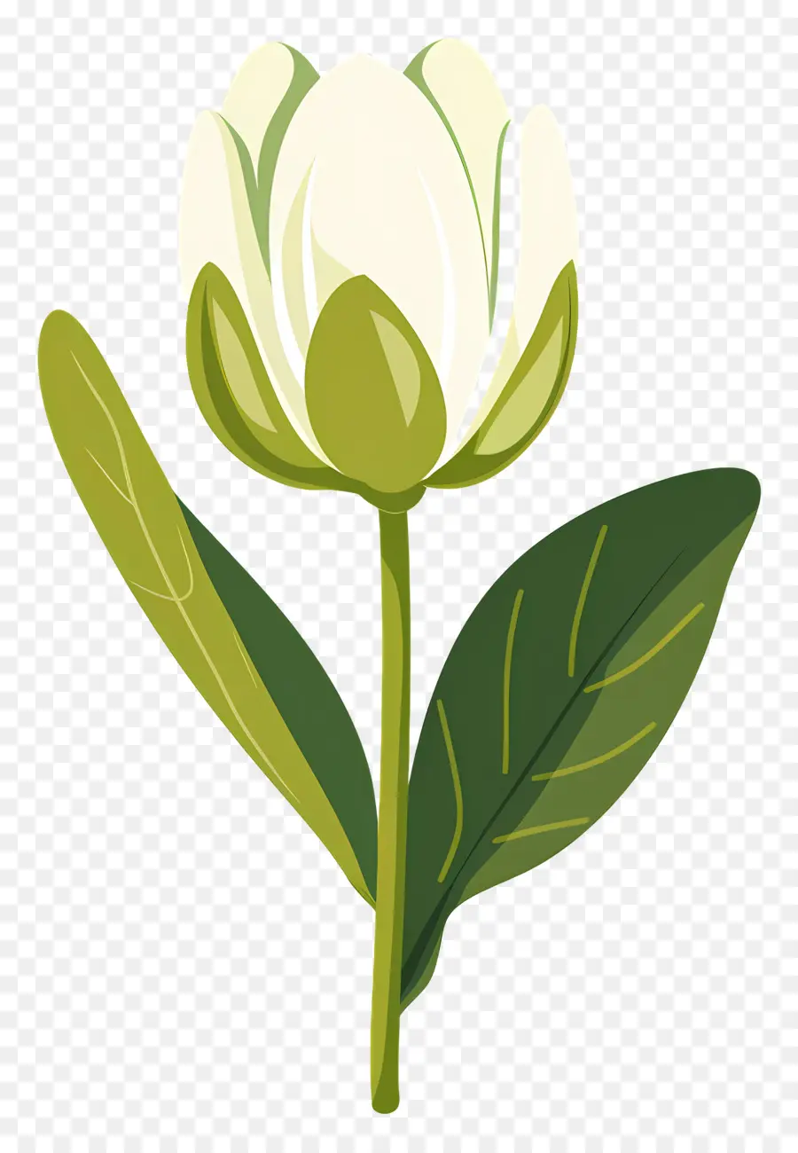 Flor única，Flor Blanca PNG