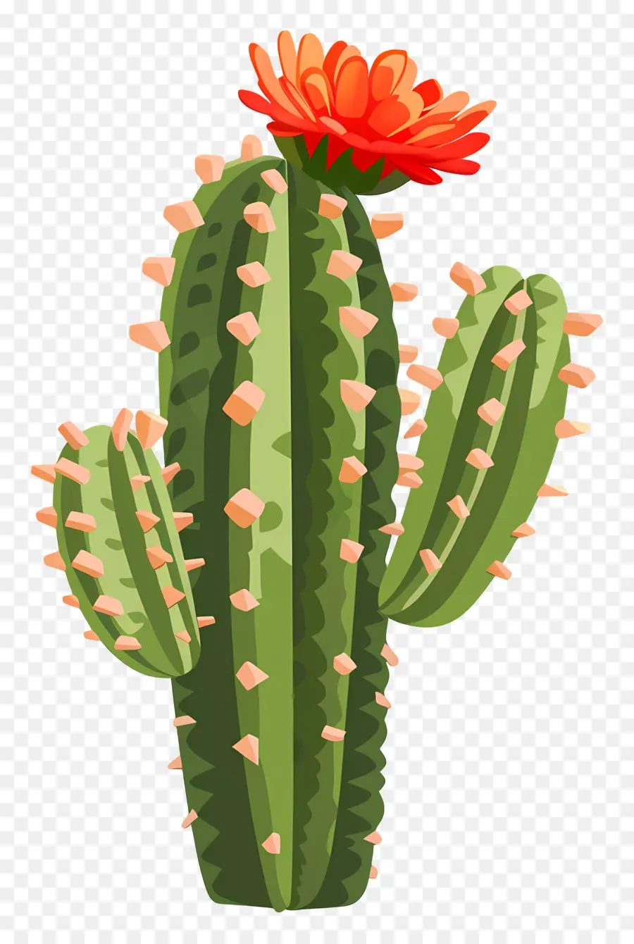 Cactus Verde，Cactus Con Flores PNG