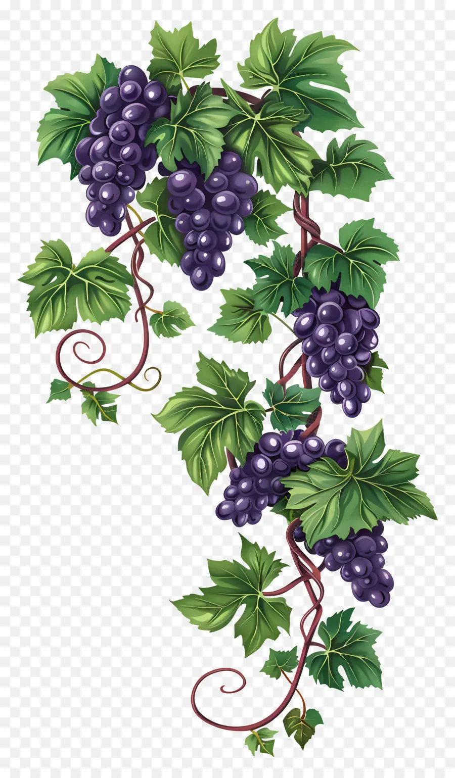 Vid De Uva，Uvas PNG