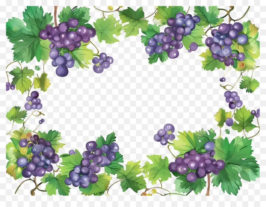 Frontera De Uva，Uvas PNG