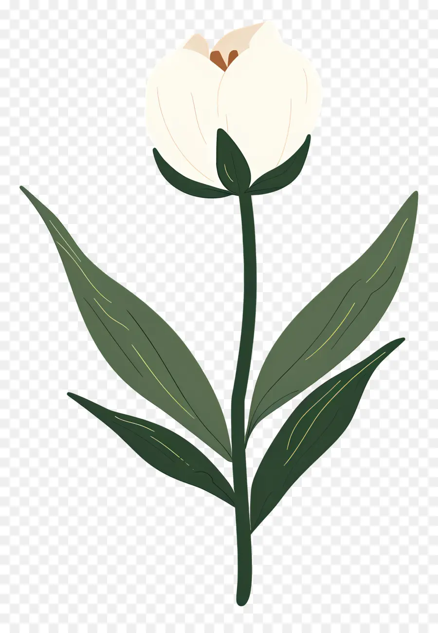 Flor única，Flor Blanca PNG