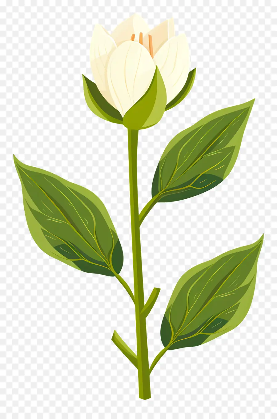 Flor única，Flor Blanca PNG