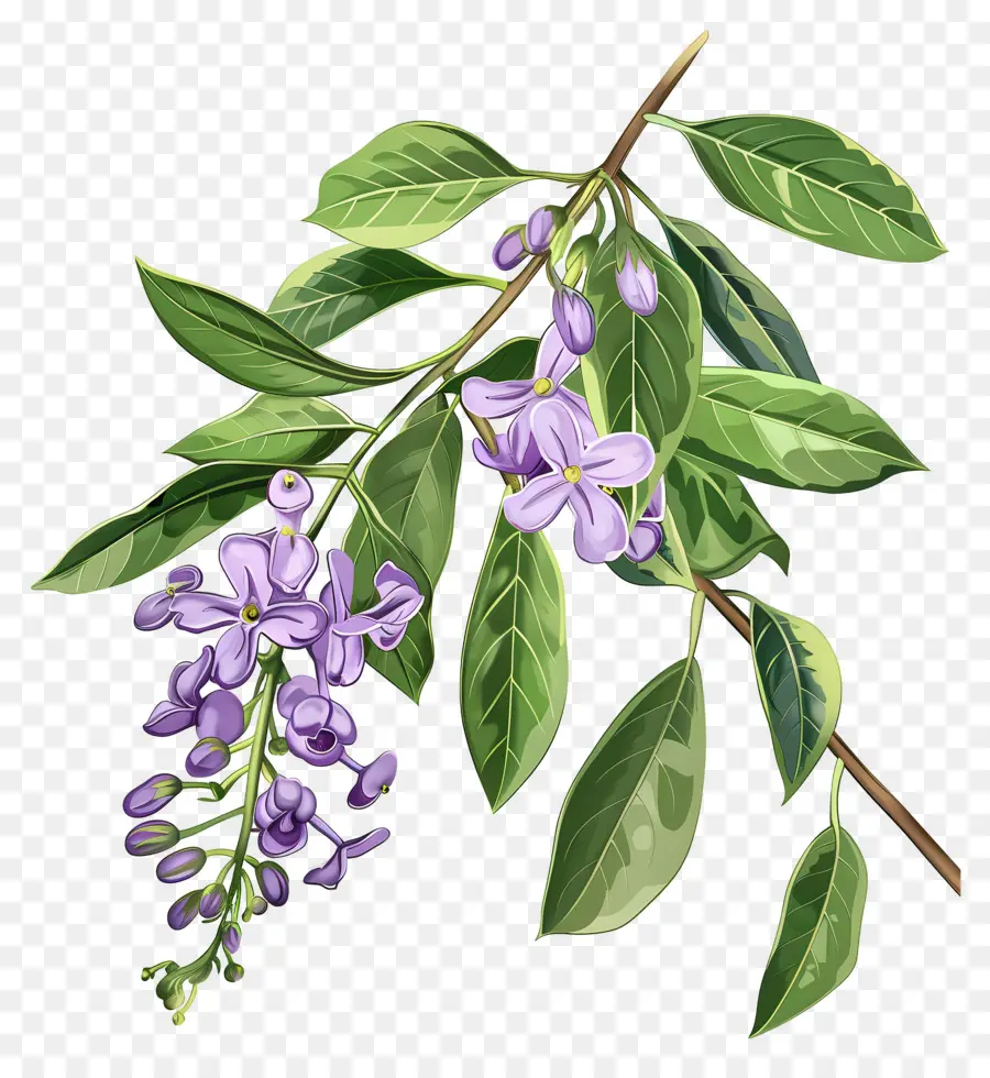 Arándano Floreciente，Flores Moradas PNG