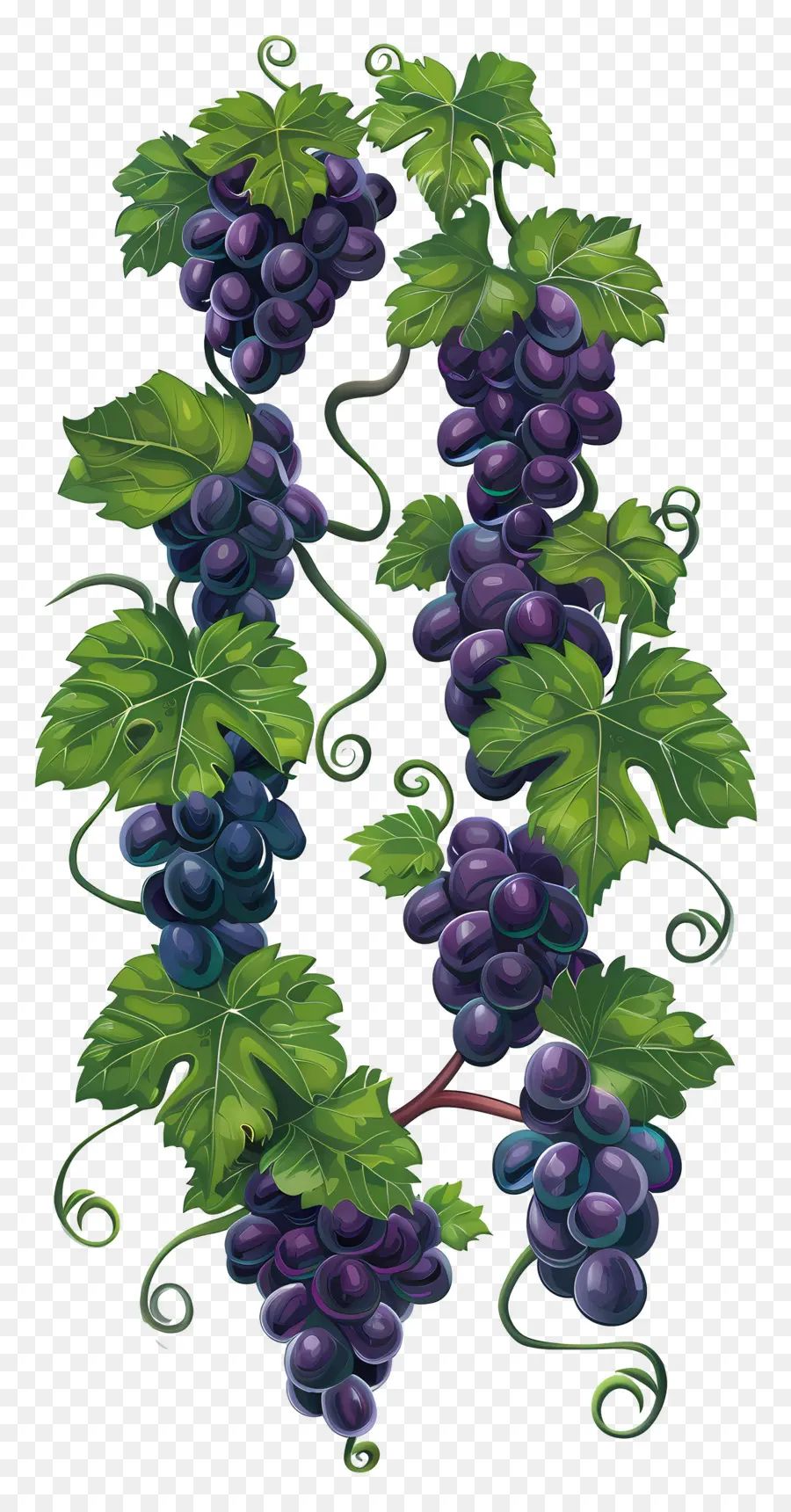 Vid De Uva，Uvas PNG