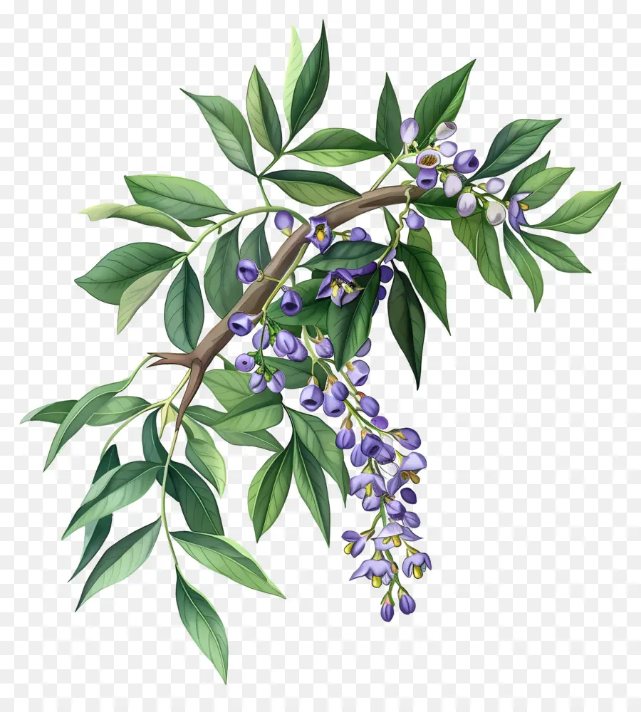 Arándano Floreciente，Bayas Moradas PNG