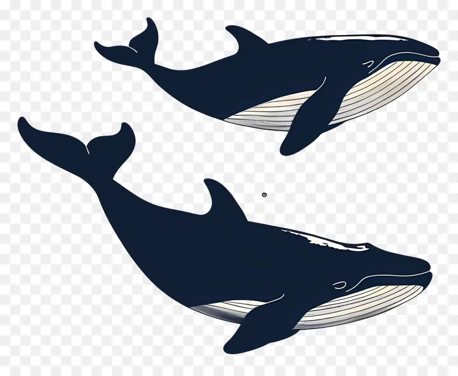 Linda Ballena，Ballenas Azul Oscuro PNG