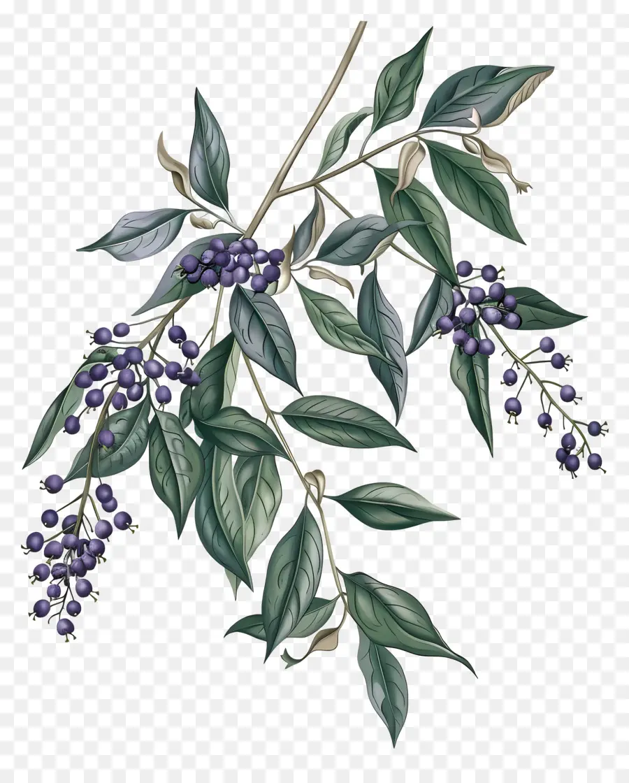 Arándano Floreciente，Bayas Moradas PNG