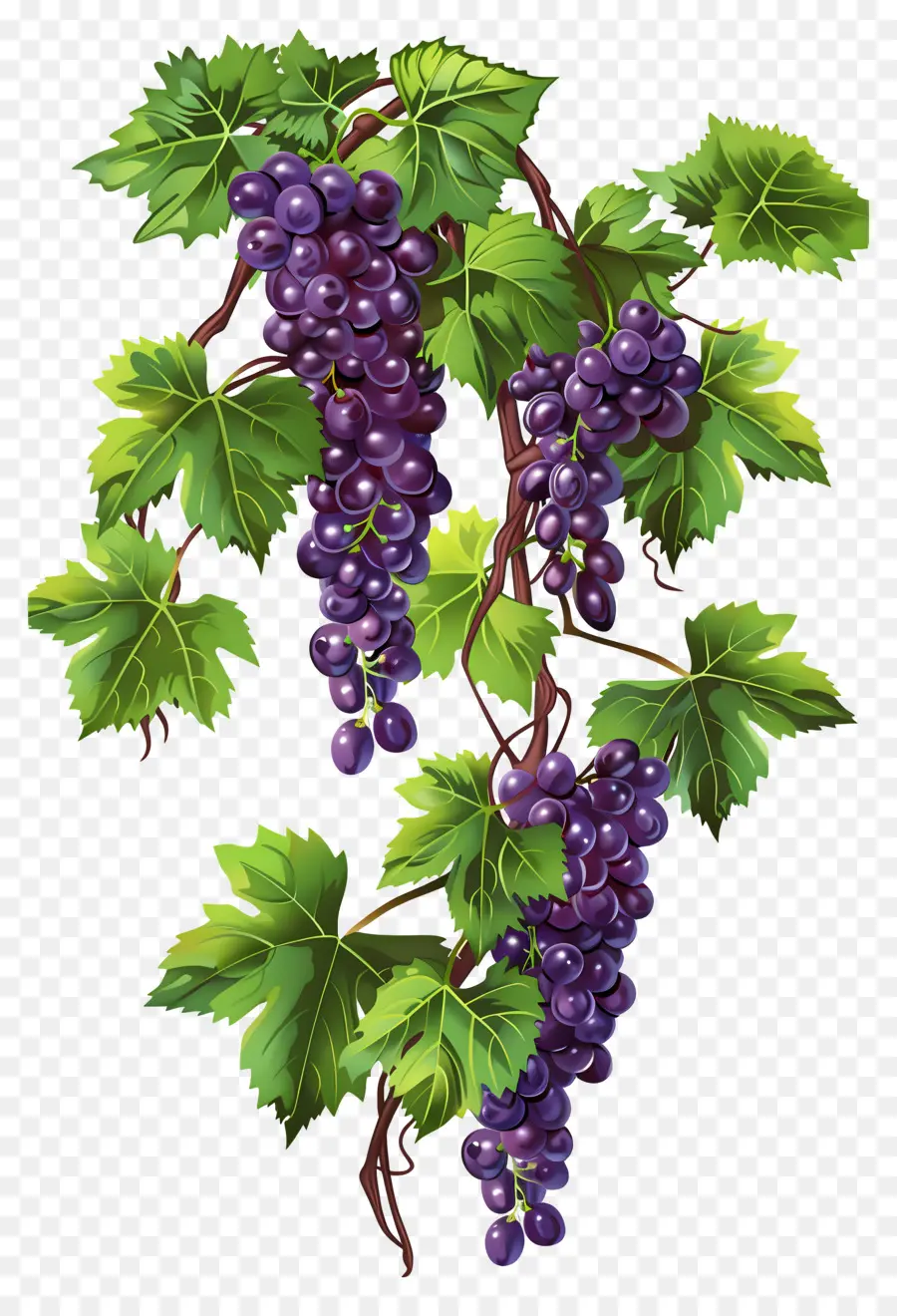 Vid De Uva，Uvas PNG