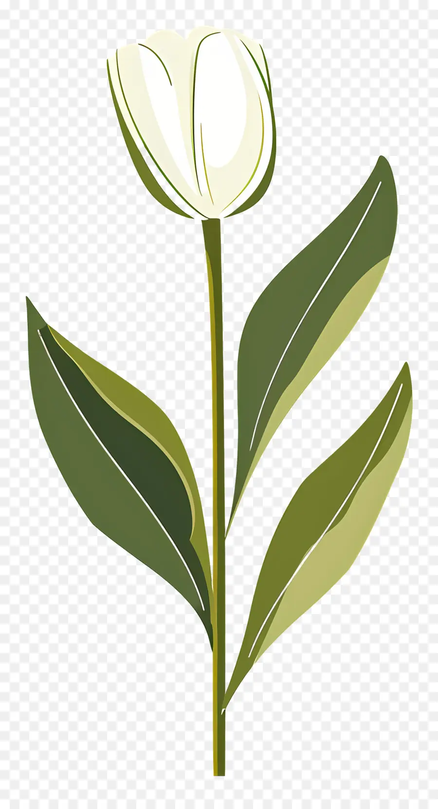 Flor única，Tulipán Blanco PNG