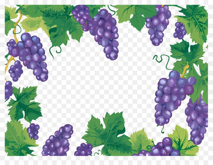 Frontera De Uva，Uvas PNG