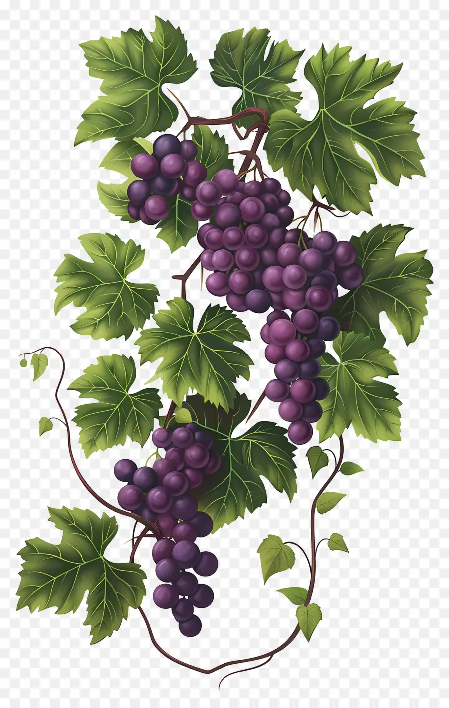 Vid De Uva，Uvas PNG