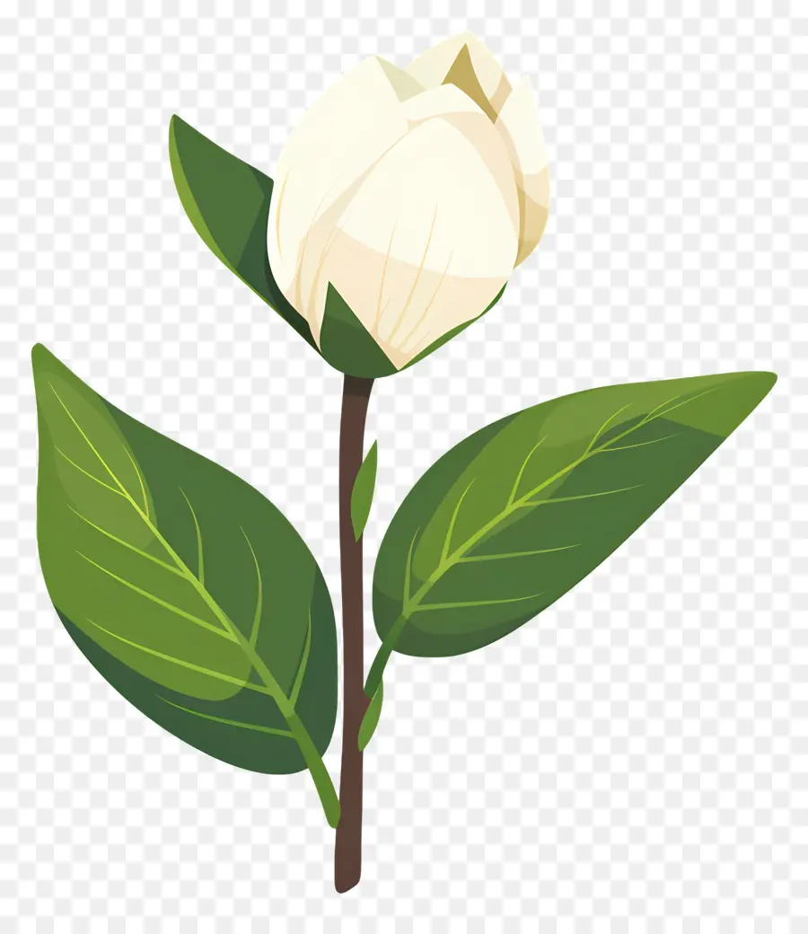 Flor única，Flor Blanca PNG