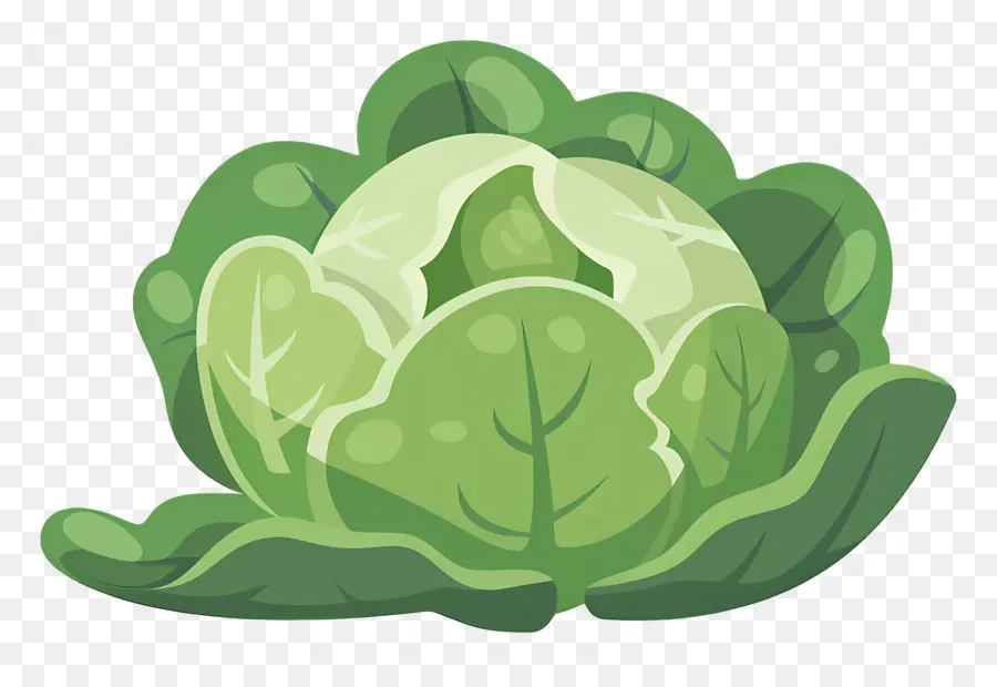 Repollo，Lechuga PNG