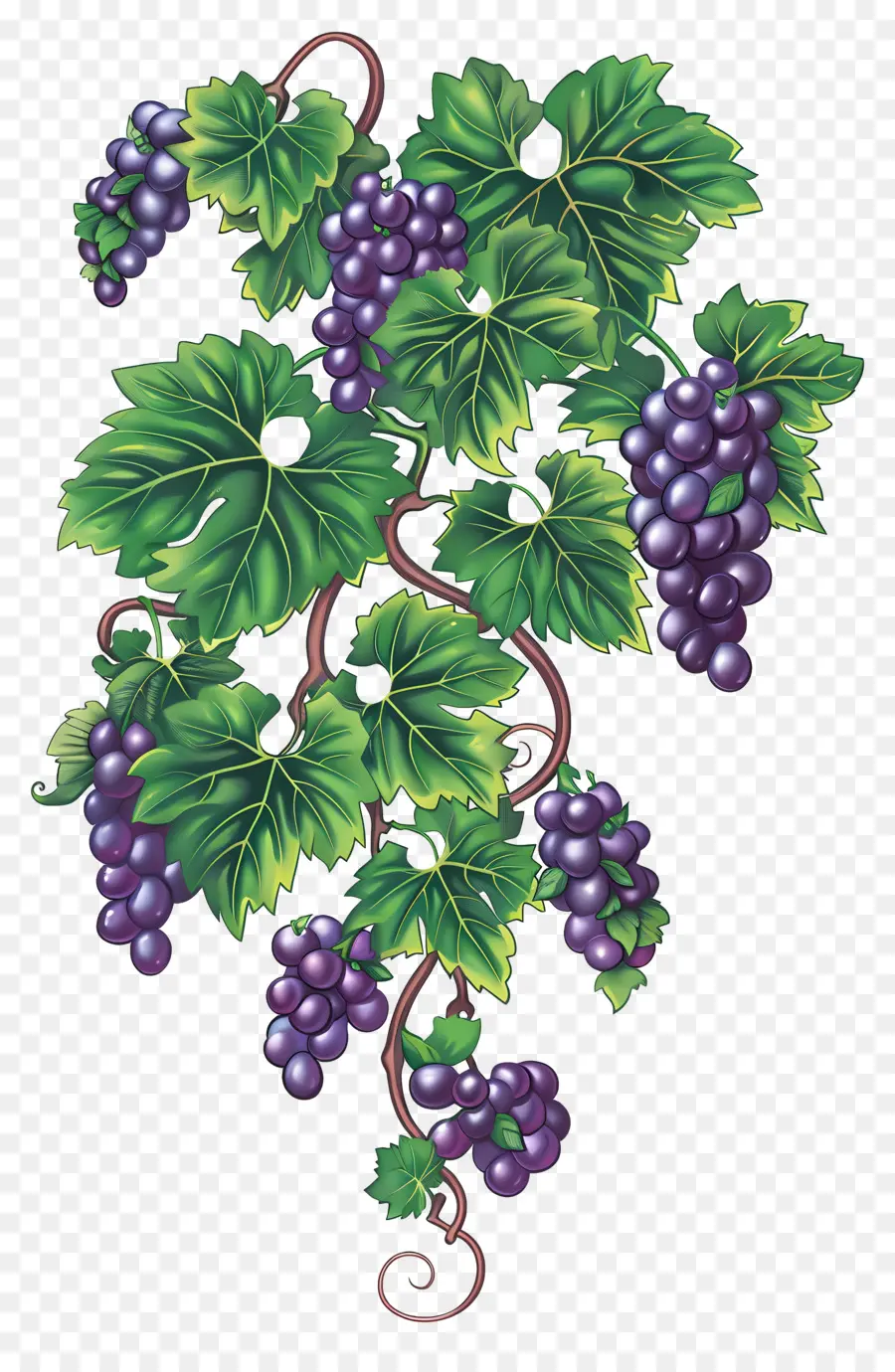 Vid De Uva，Uvas PNG