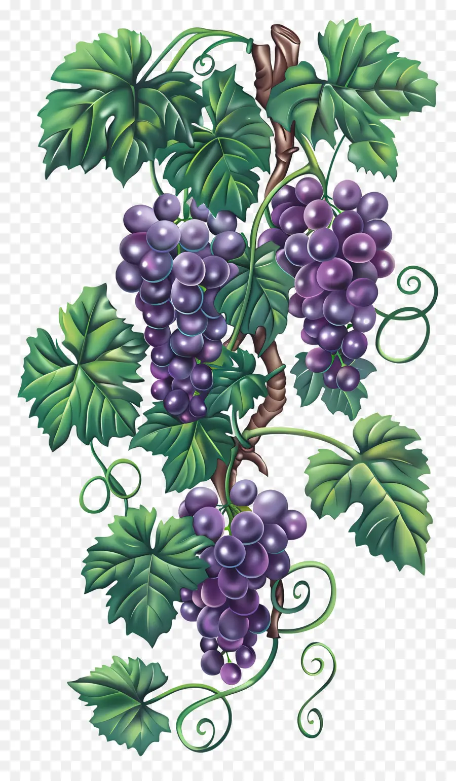 Vid De Uva，Uvas PNG