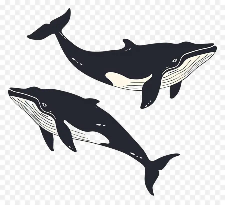 Linda Ballena，Ballenas Azul Oscuro PNG