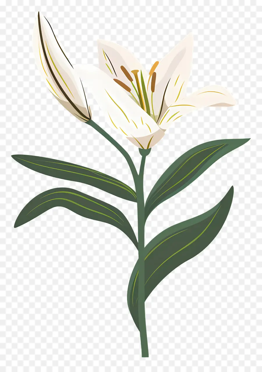 Flor única，Lirio Blanco PNG