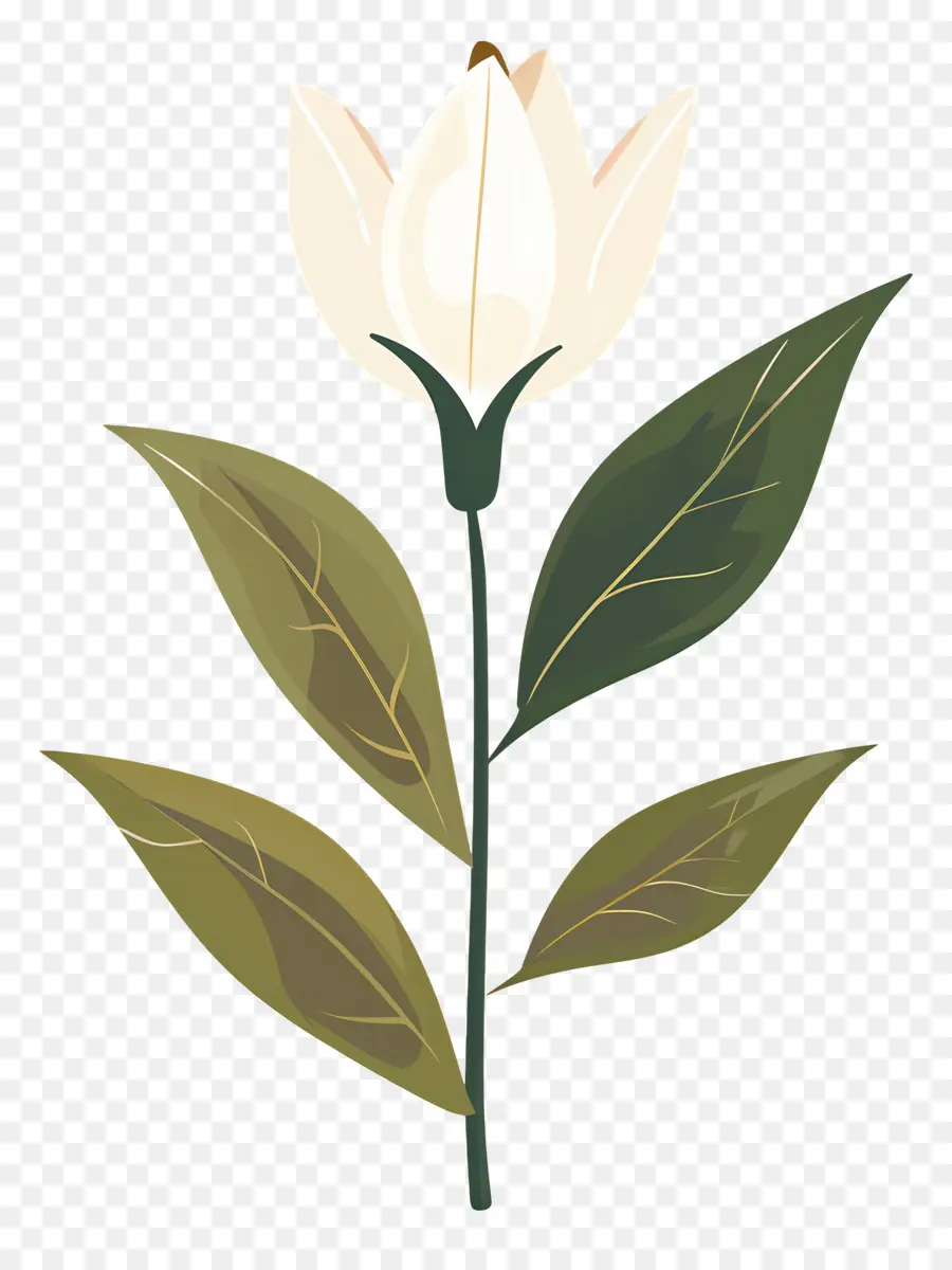 Flor única，Flor Blanca PNG