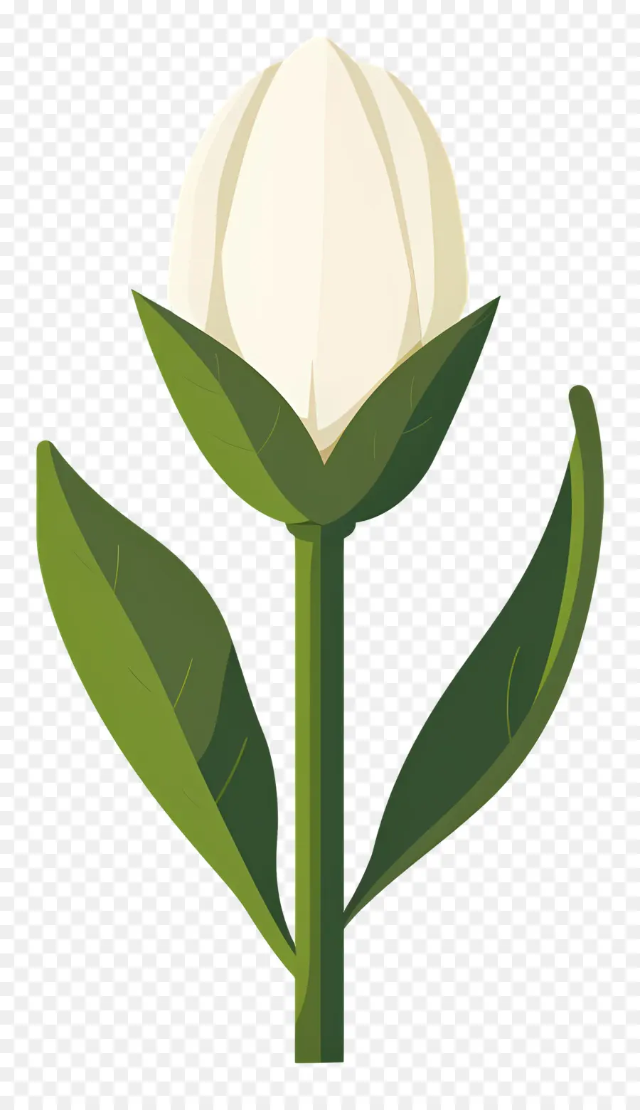 Flor única，Tulipán Blanco PNG