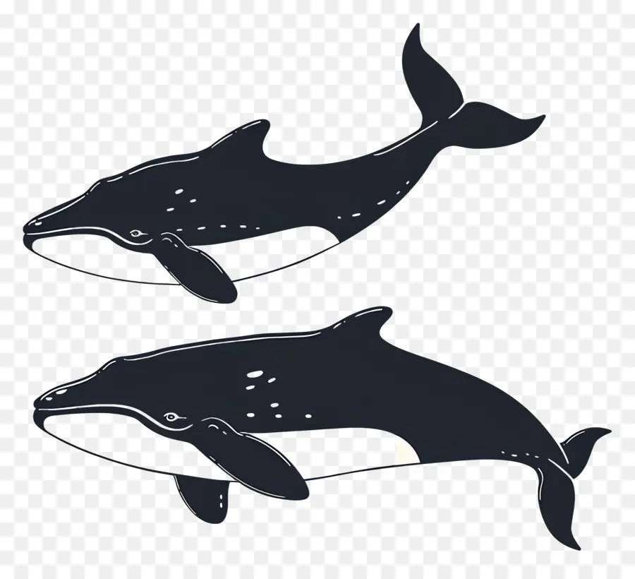 Linda Ballena，Ballenas Azul Oscuro PNG