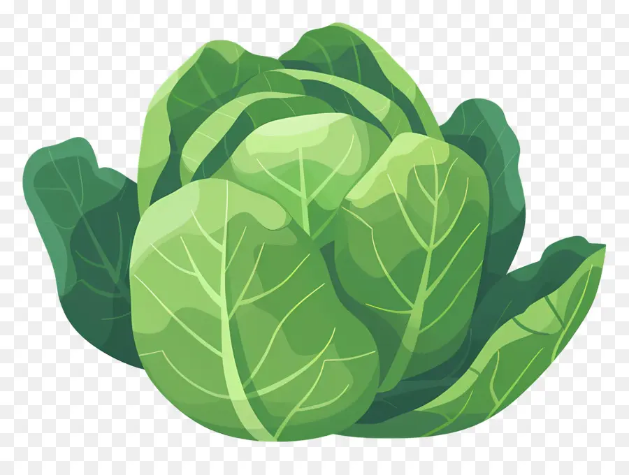 Repollo，Lechuga PNG