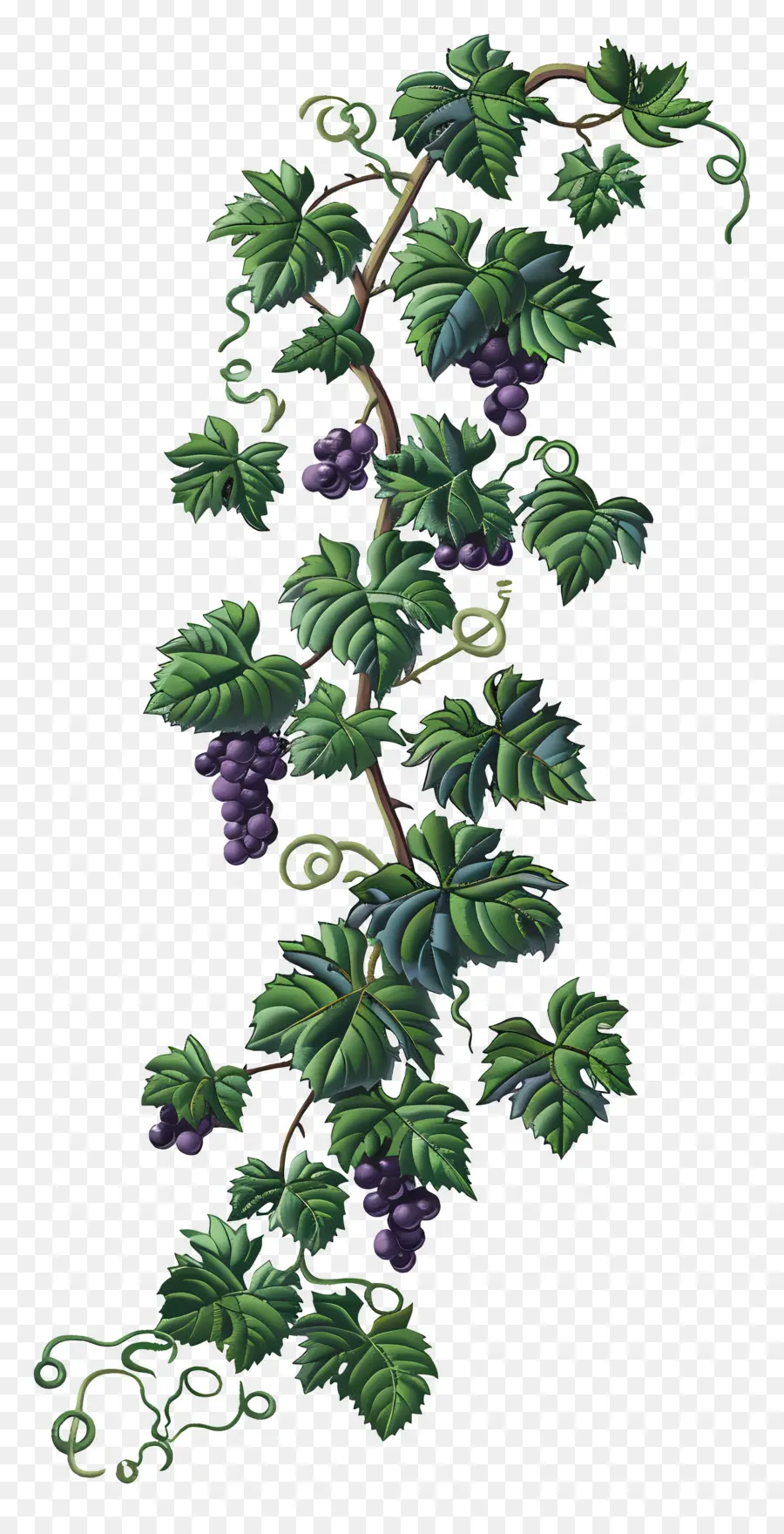 Vid De Uva，Uvas PNG