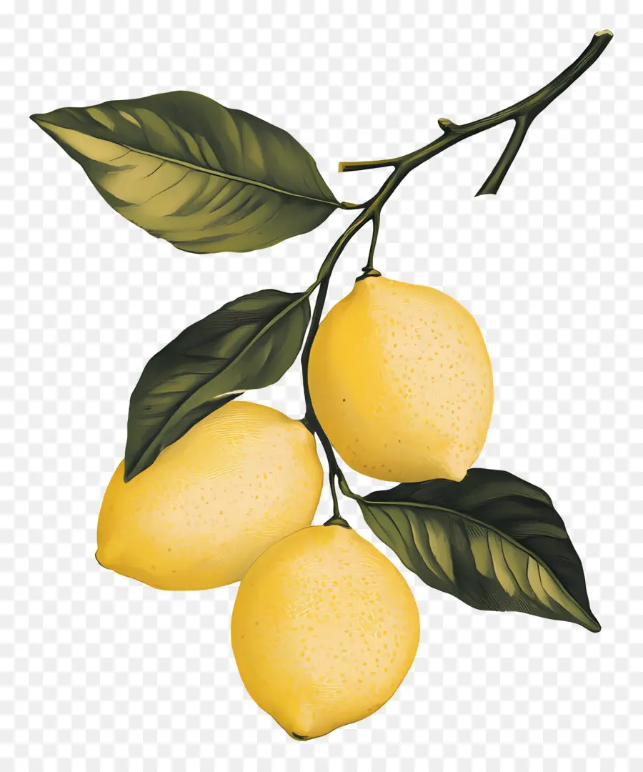 Limon Vintage，Limones PNG