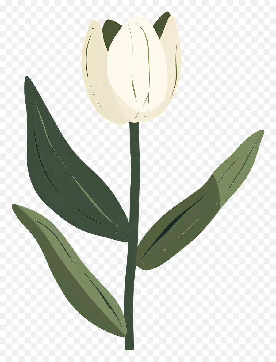 Flor única，Flor Blanca PNG