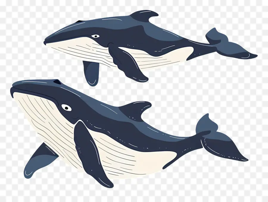 Linda Ballena，Ballenas PNG