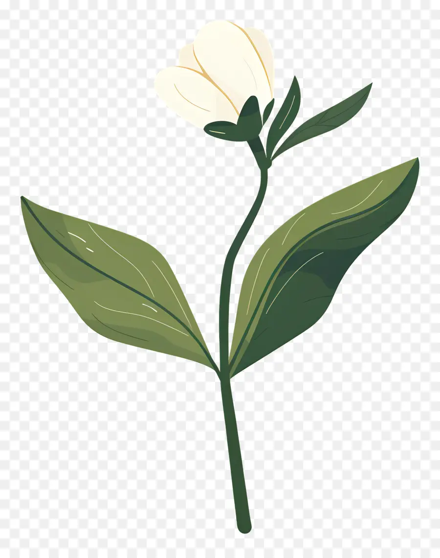 Flor única，Flor Blanca PNG