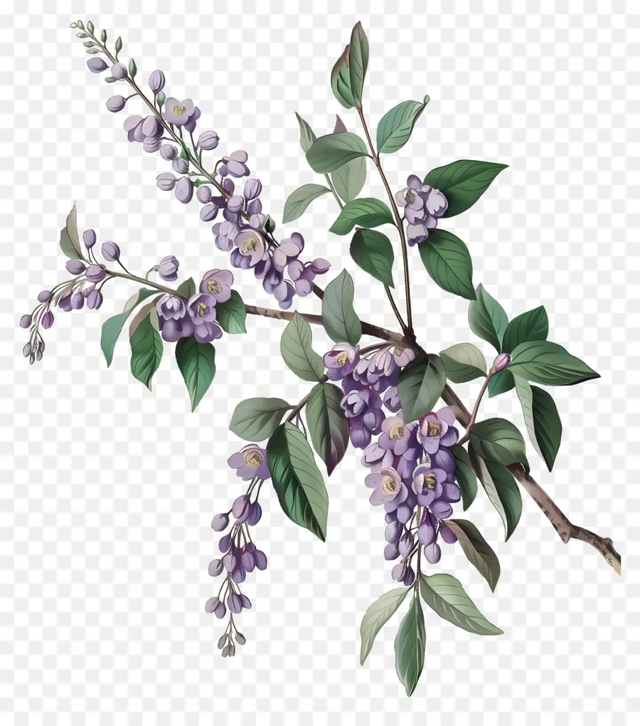 Arándano Floreciente，Flores Moradas PNG