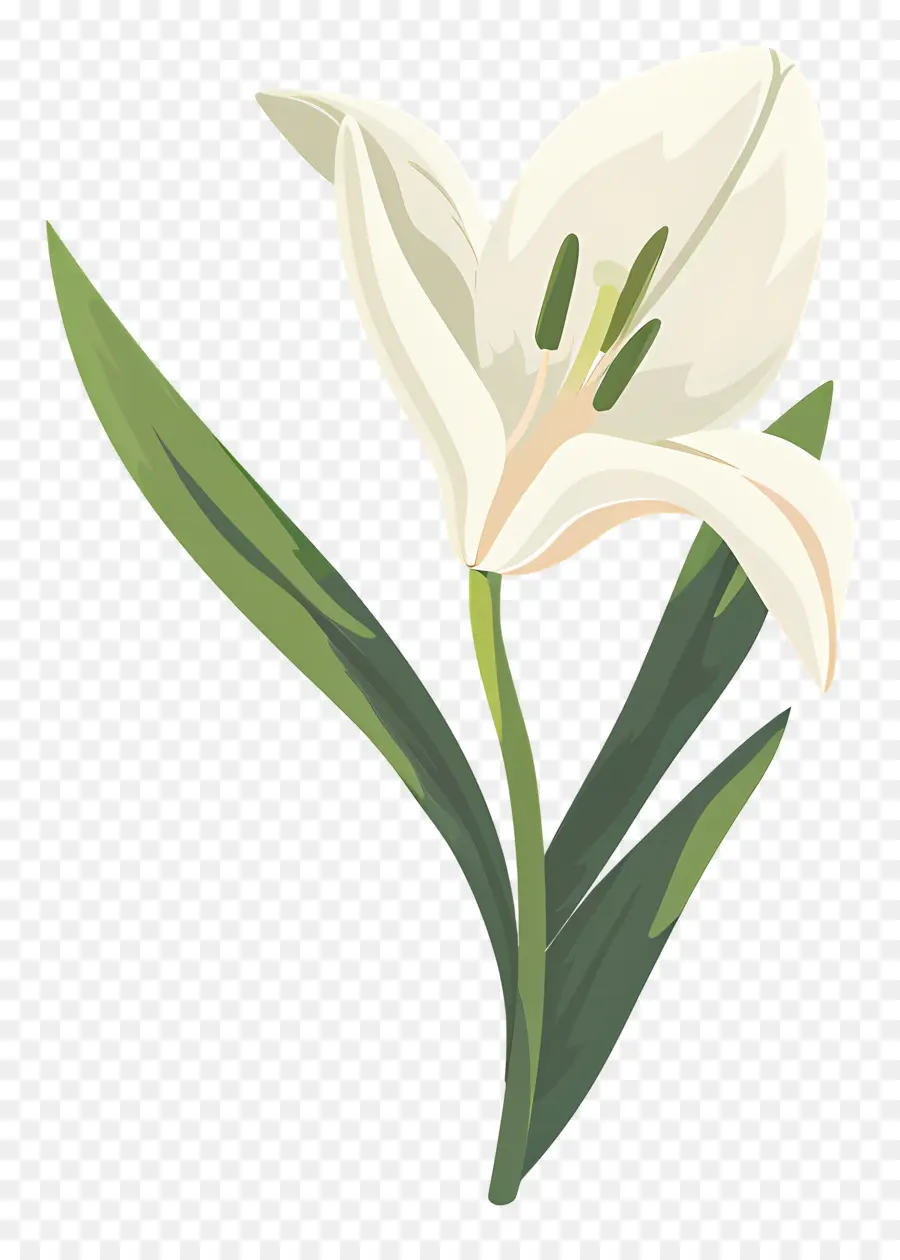 Flor única，Flor Blanca PNG