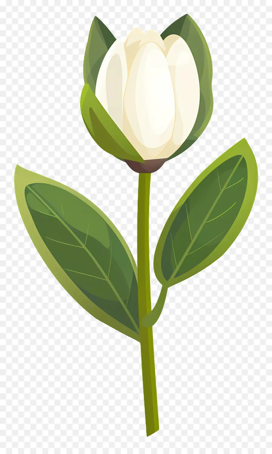 Flor única，Tulipán Blanco PNG