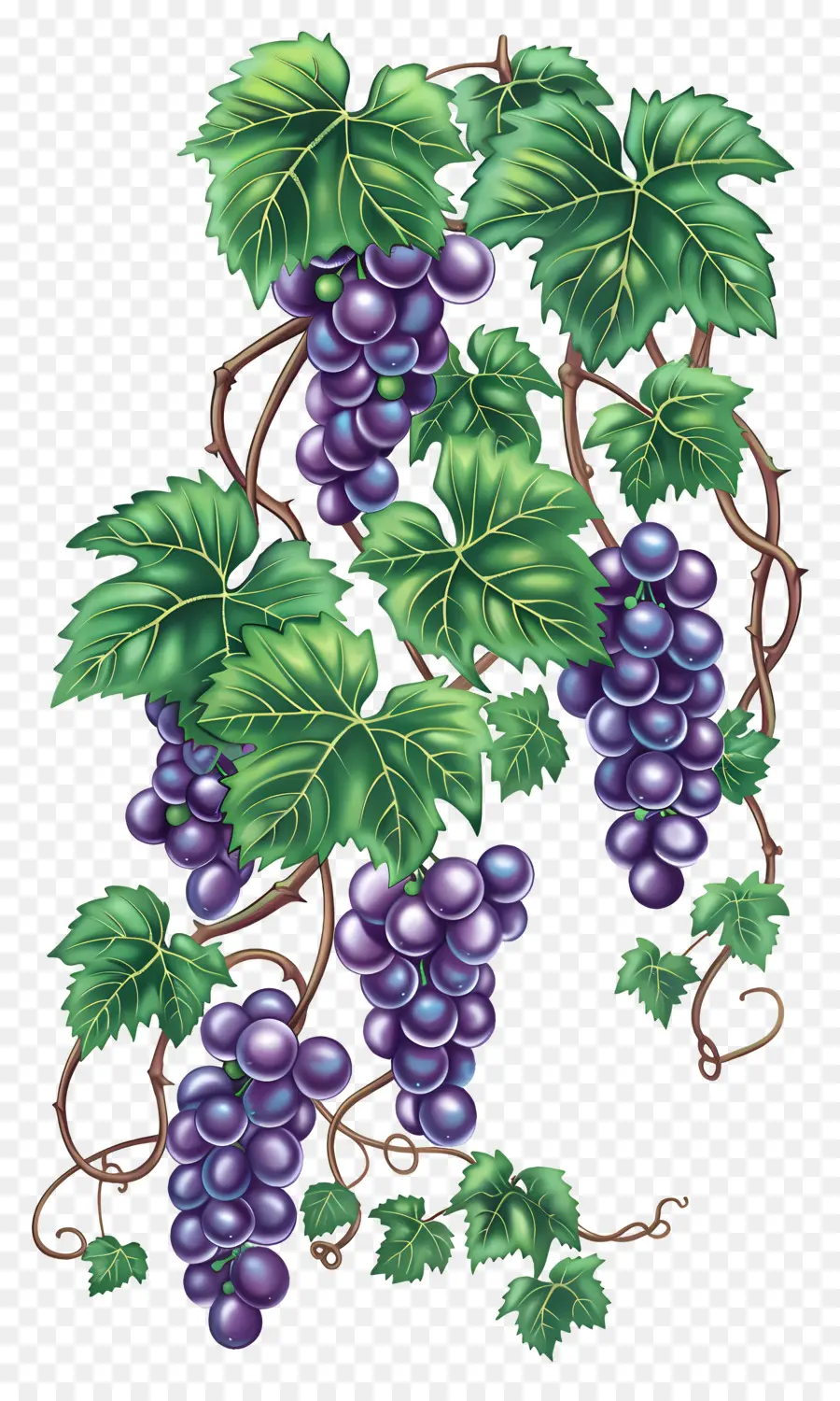 Vid De Uva，Uvas PNG