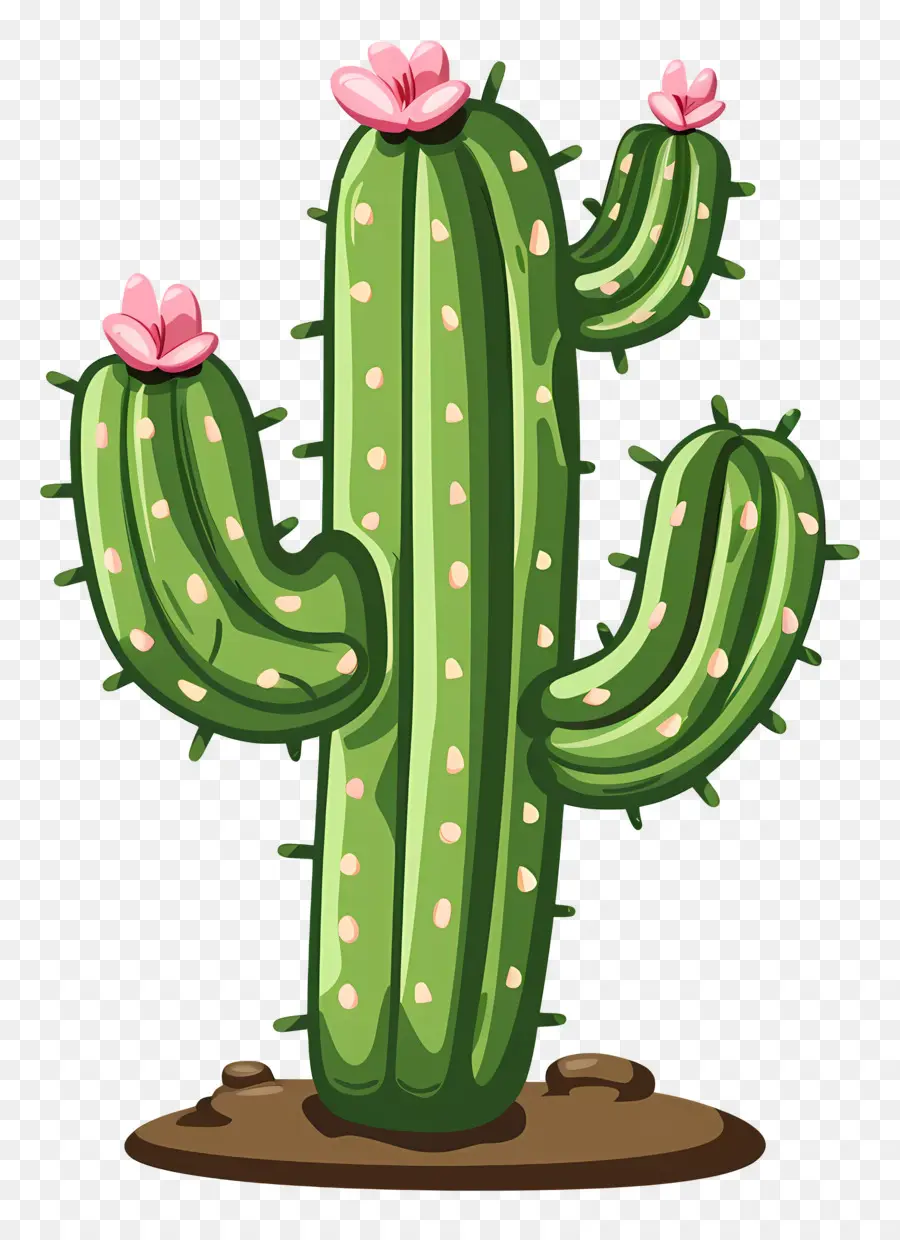 Cactus Verde，Cactus PNG