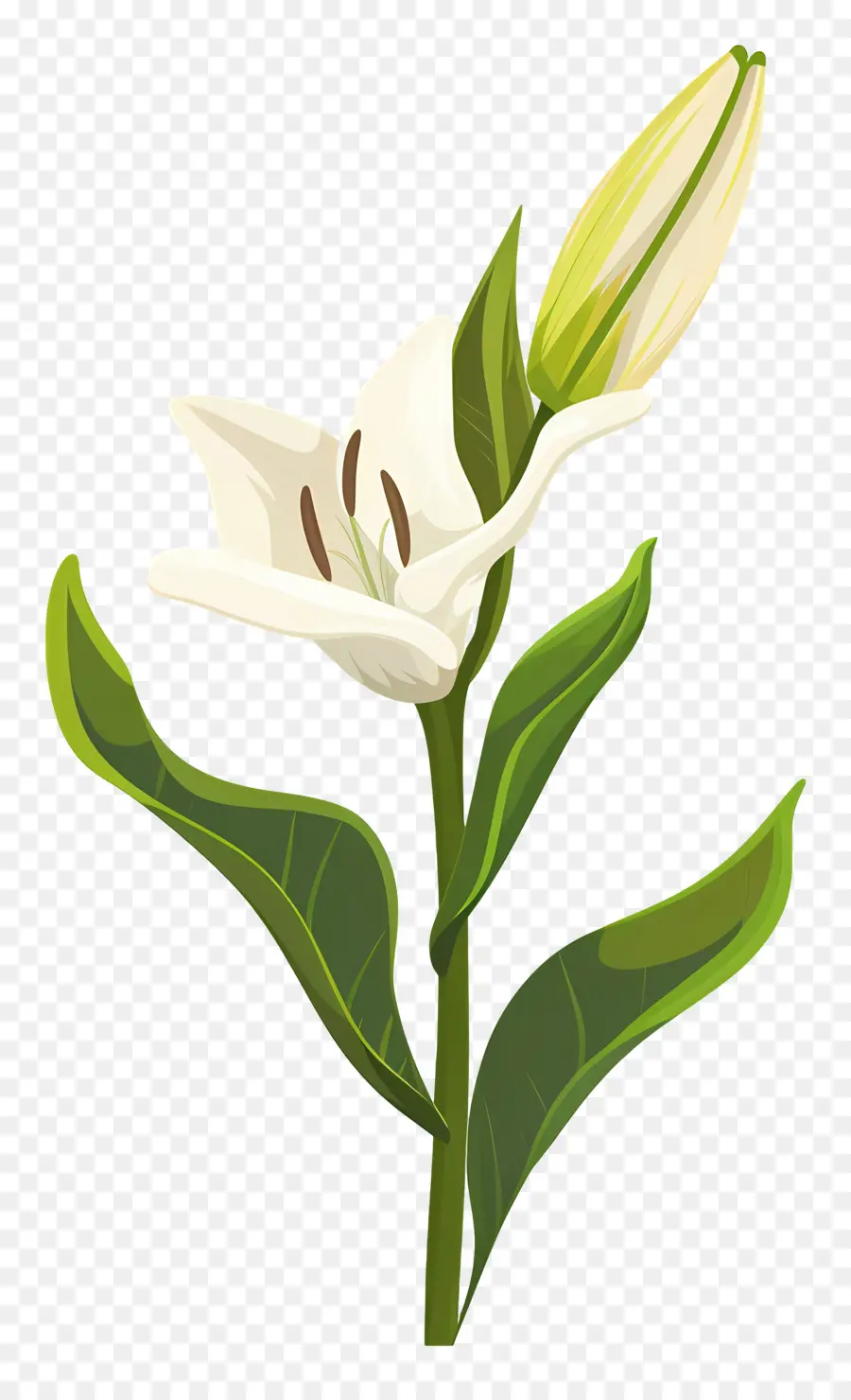 Flor única，Lirio Blanco PNG