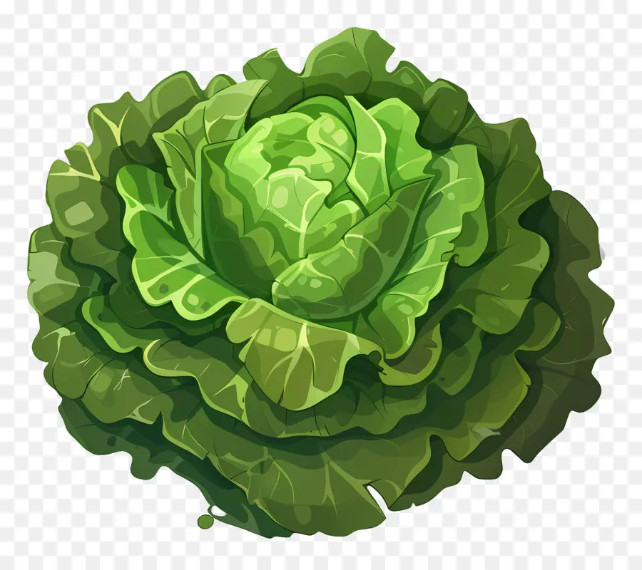 Repollo，Verde PNG