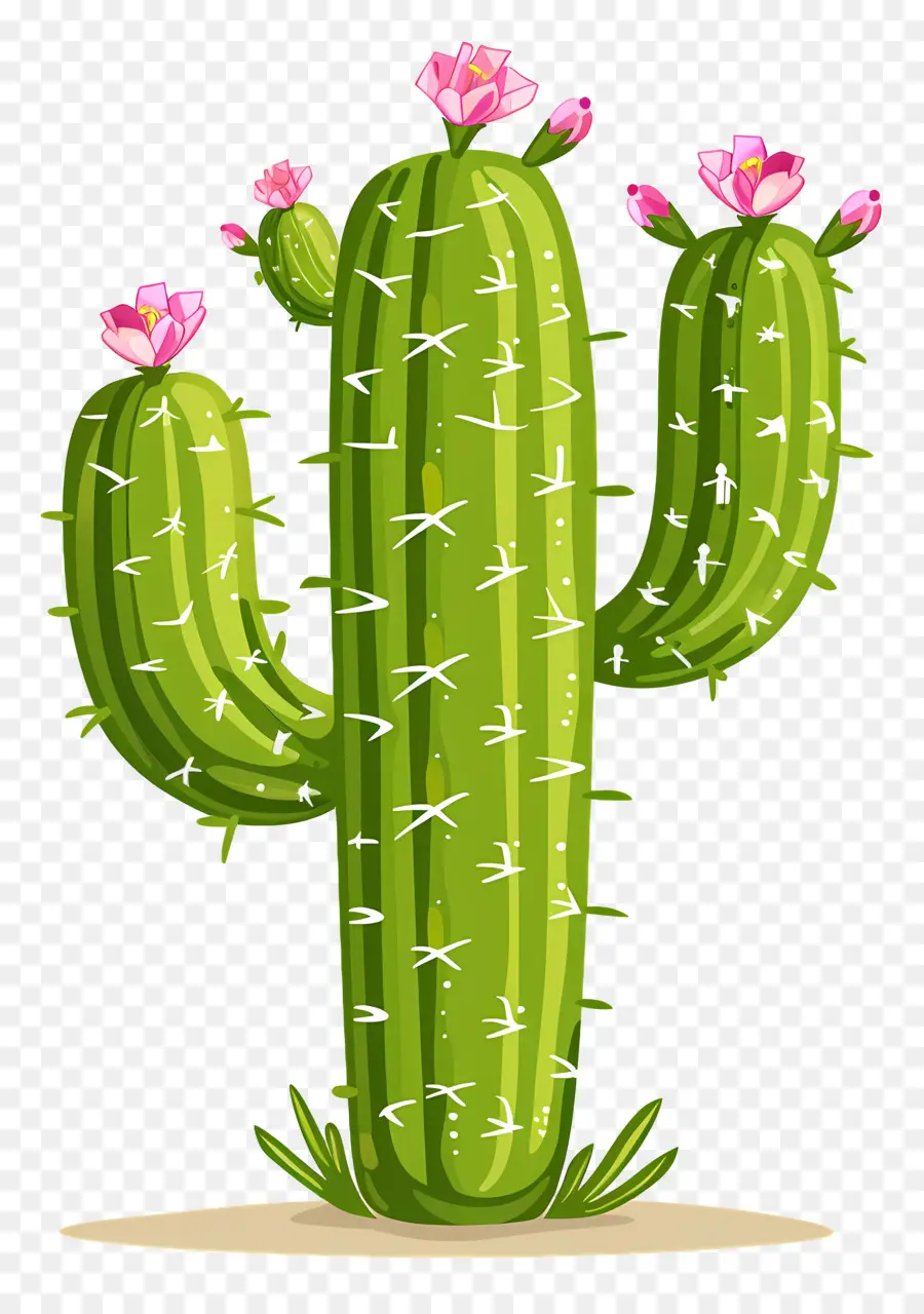 Cactus Verde，Cactus PNG