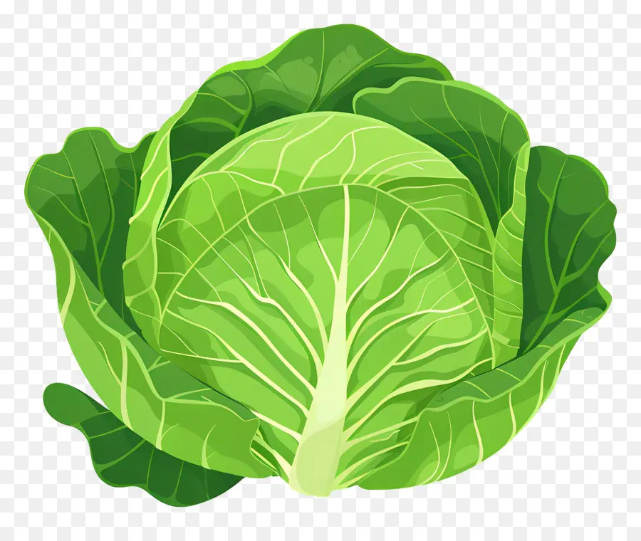 Repollo，Lechuga PNG