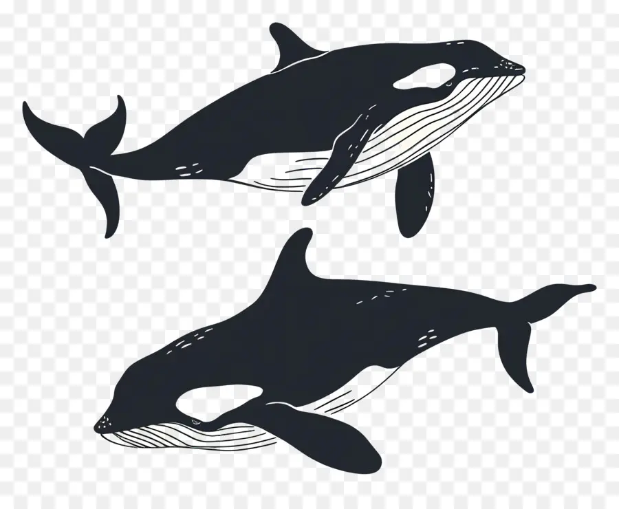 Linda Ballena，Ballenas Azul Oscuro PNG