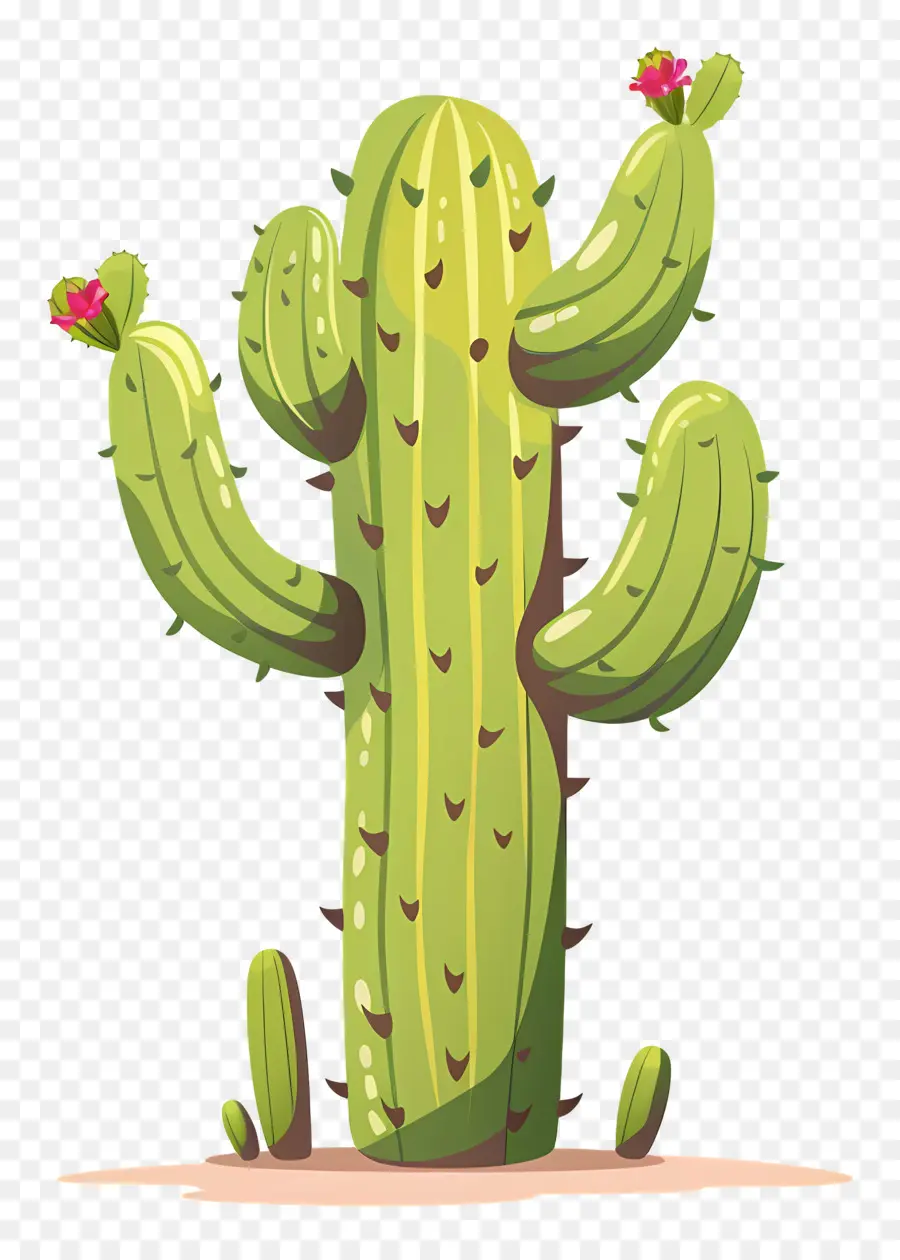 Cactus Verde，Cactus Con Flores PNG