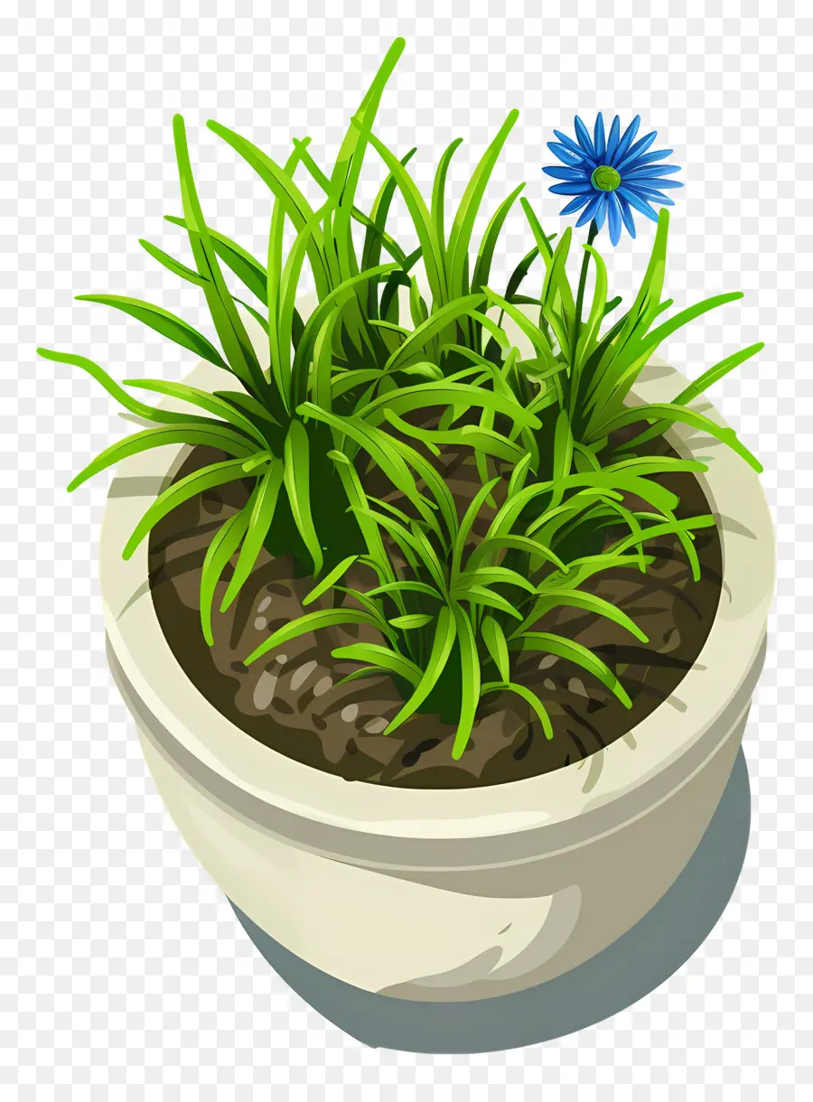 Vista Superior De Las Plantas，Planta En Maceta Con Flor Azul PNG